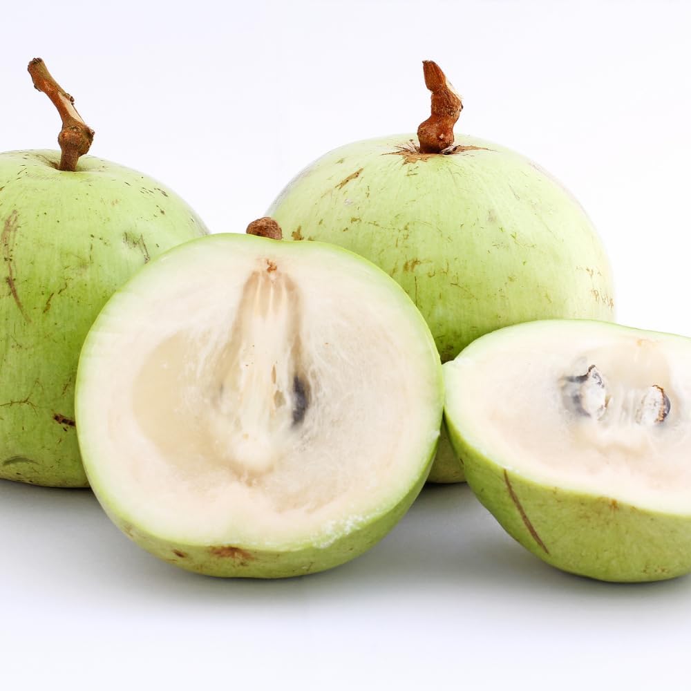 Green Caimito Seedling Plant Potted Fruit Tree | 30 – 36 Inches Tall | Green Star Apple Live Fruit Tree for Planting | Smooth Fuit Easy-Care Outdoor Plant | No Ship to CA,HI,AK