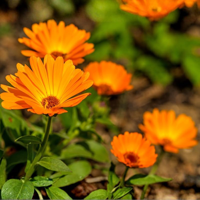 Calendula Plant Live, Well-Rooted 3-4" Starter, Cold-Hardy Calendula Officinalis for Companion Planting