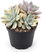 Succulent Plant Live, Variegated Graptopetalum Ghost Plant, 4" Pot, Easy to Care Pet-Friendly Décor, Low Maintenance Succulent for Indoor Spaces
