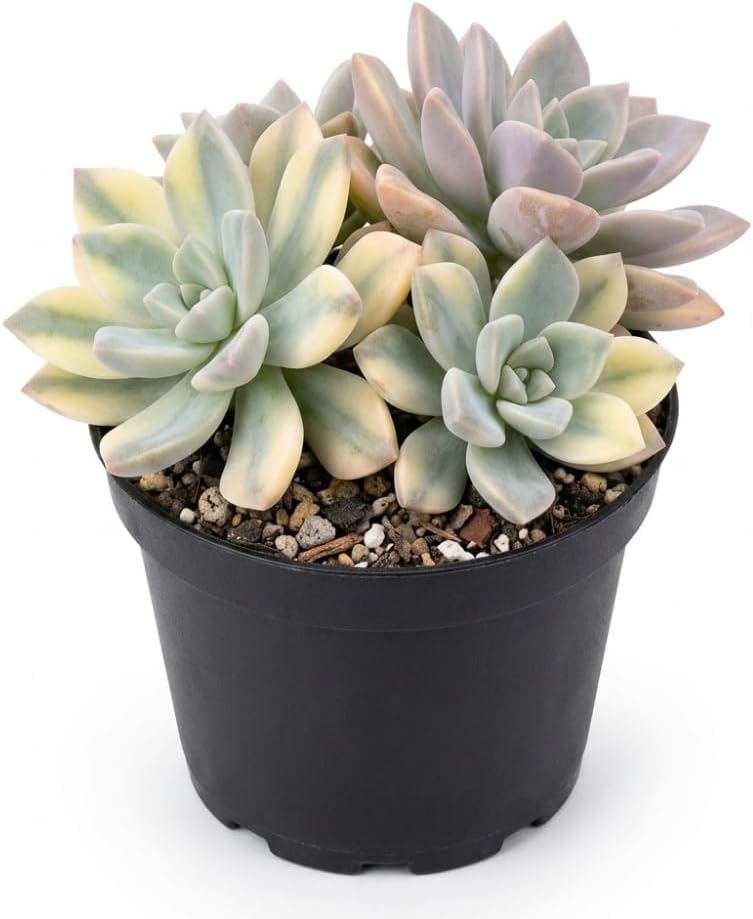 Succulent Plant Live, Variegated Graptopetalum Ghost Plant, 4" Pot, Easy to Care Pet-Friendly Décor, Low Maintenance Succulent for Indoor Spaces
