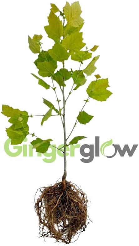 10 American Sycamore Tree Live Plant | 1-2ft Bare Root Seedlings | Fast Growing Shade Tree | Robust Well-Rooted Plant