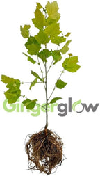 10 American Sycamore Tree Live Plant | 1-2ft Bare Root Seedlings | Fast Growing Shade Tree | Robust Well-Rooted Plant