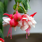 2 Fuchsia Plants Live, Gold and Red Foliage, 6-12 Inch Tall, Autumnale Variety, Trailing Flowering Plant, Ideal for Hanging Baskets