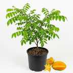 (No Ship to CA,HI,AK) Sweet Starfruit Live Plant, 3 Gallon Pot, Potted Tropical Fruit Tree Starter for Backyard and Large Containers