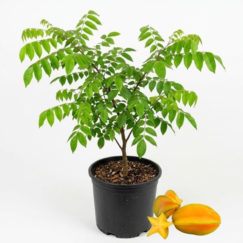 (No Ship to CA,HI,AK) Sweet Starfruit Live Plant, 3 Gallon Pot, Potted Tropical Fruit Tree Starter for Backyard and Large Containers