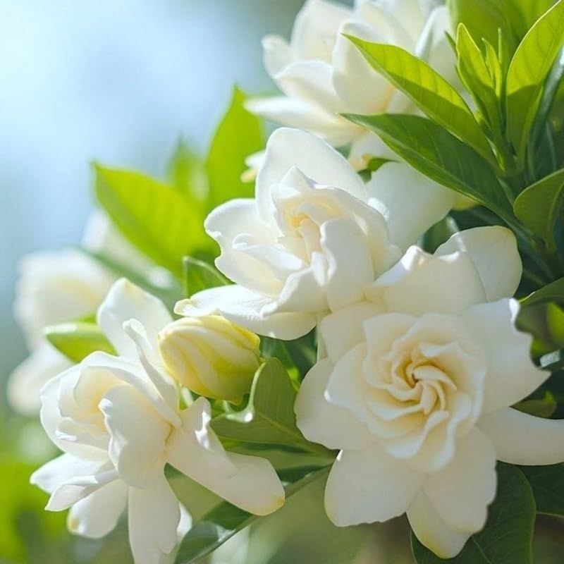 Frostproof Jasmine Gardenia Live Plant, 4-5 Inch Bare Root Starter, Vigorous Cold-Hardy Evergreen Shrub with Fragrant White Blooms, Sturdy Low Maintenance Flowering Hedge