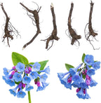 5 Virginia Bluebells Roots, Easy Care Bluebell Wild Flower, Hardy Perennial Plant with Soft Pastel Blue Bloom for Shade Gardens & Woodland Beds