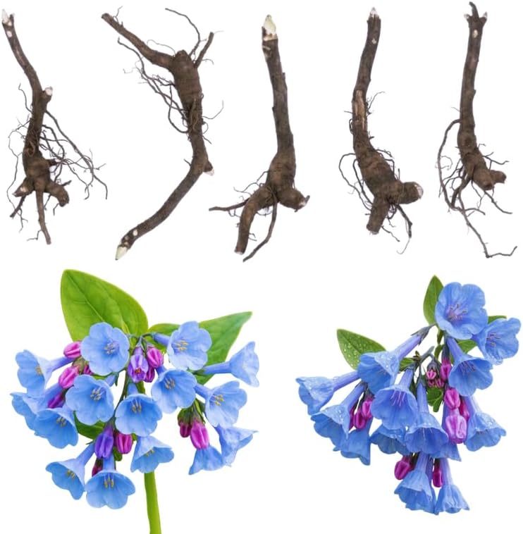 5 Virginia Bluebells Roots, Easy Care Bluebell Wild Flower, Hardy Perennial Plant with Soft Pastel Blue Bloom for Shade Gardens & Woodland Beds