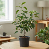 Chokeberry Plant Live, 3-4 Inch Size, Low Maintenance Deciduous Fruit Producer for Small Yards