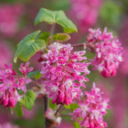 Pink Flowering Currant Plant, Well-Rooted 7" Starter, Cold-Hardy Ribes Sanguineum for Sunny Landscapes