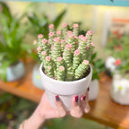 Baby’s Necklace Crassula Live Plant in 4" Inch Pot | Ruby-Tinged Trailing Succulent | Easy Grow Houseplant for Collections & Small Spaces