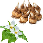 White Trillium Bulbs for Planting, 10 Large Trillium Bulbs, Fast Growing, Easy to Grow Perennial Flower Bulbs for Shade Gardens