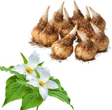White Trillium Bulbs for Planting, 10 Large Trillium Bulbs, Fast Growing, Easy to Grow Perennial Flower Bulbs for Shade Gardens