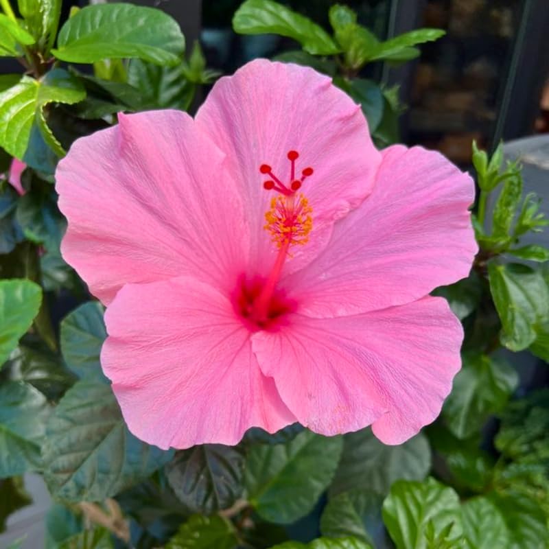 2 Pink Althea Live Plants (Rose of Sharon) | 12–18 Inch Tall Flowering Trees | Pink -Flowering Hibiscus Shrubs for Outdoor Planting, Landscaping & Garden Beds