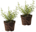 2 Thyme Plants Live, Lemon Thyme, Aromatic Potted Herb, Well-Rooted 4" Plant for Indoor Windowsills and Outdoor Spots