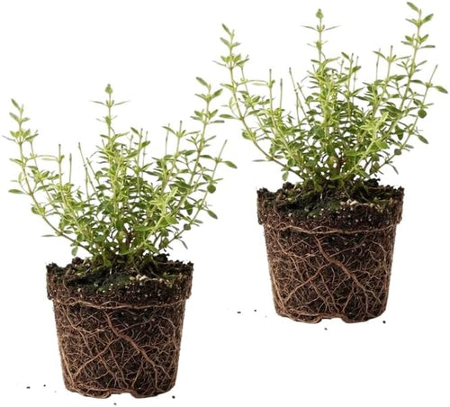 2 Thyme Plants Live, Lemon Thyme, Aromatic Potted Herb, Well-Rooted 4" Plant for Indoor Windowsills and Outdoor Spots