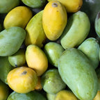 Mallika Mango Tree Live Plant | Fruit Tree 2.5–3 Ft Tall for Planting| Premium Tropical Mango Plant for Patio Containers, Yard Planting & Garden Landscapes | No Ship CA, HI, AK