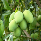 Carrie Mango Tree Live Plant | Fruit Tree 2.5–3 Ft Tall for Planting| Premium Tropical Mango Plant for Patio Containers, Yard Planting & Garden Landscapes | No Ship CA, HI, AK