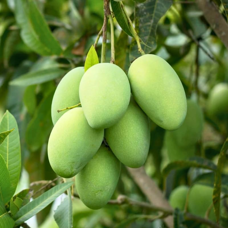 Carrie Mango Tree Live Plant | Fruit Tree 2.5–3 Ft Tall for Planting| Premium Tropical Mango Plant for Patio Containers, Yard Planting & Garden Landscapes | No Ship CA, HI, AK