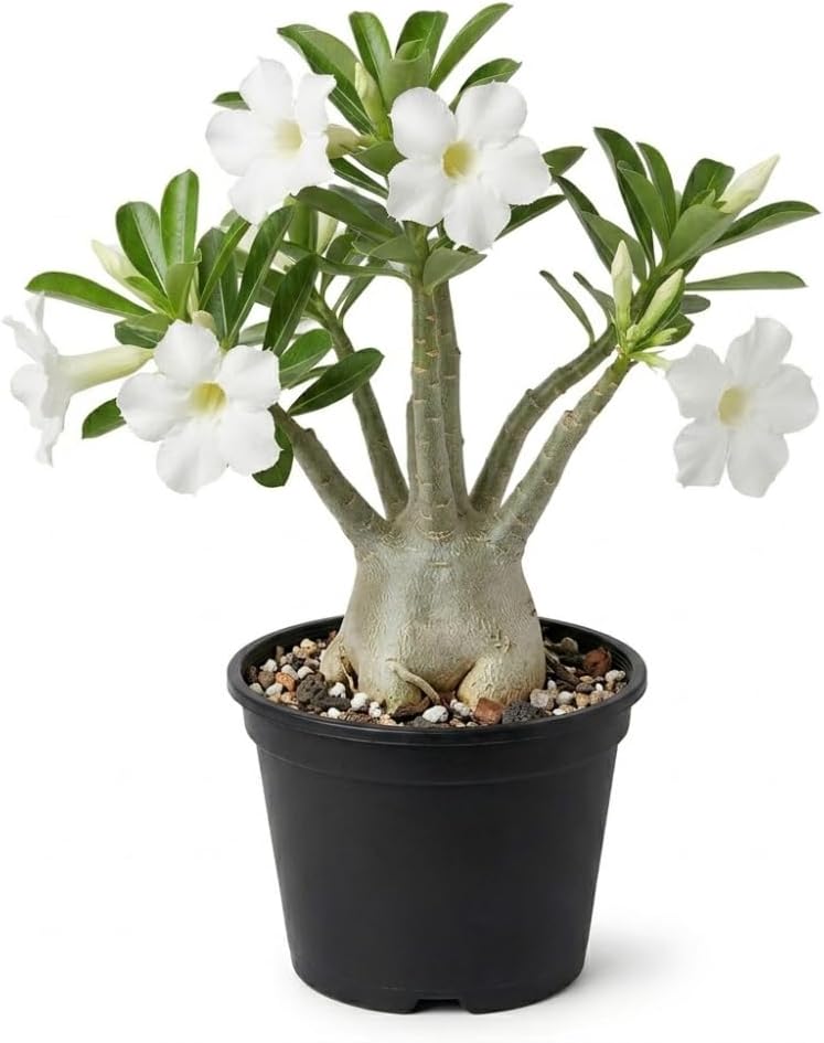 Adenium Desert Rose Plant Live, 6" Pot, Vigorous Adenium Obesum Succulent with Striking White Flowers for Living Rooms, Easy to Care Bonsai Décor