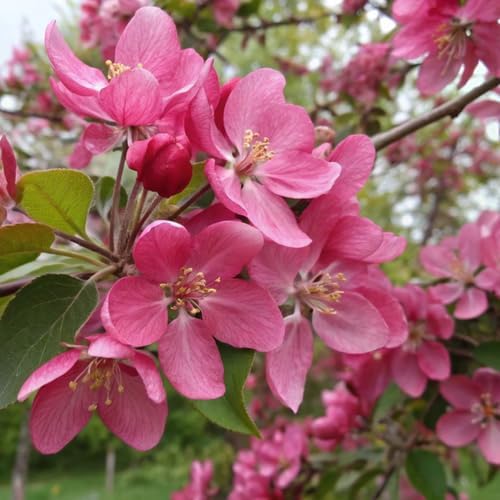 Redbud Tree Live Plant 6–12 Inch | Fast-Growing Spring-Blooming Ornamental Redbud | Low-Maintenance Starter Tree for Home Gardens, Patios & Outdoor Landscaping