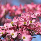Pink Flowering Dogwood Tree Live Plant, 6-12 Inch Tall in 2.5 Inch Pot, Rosy Spring Blooming Ornamental Tree