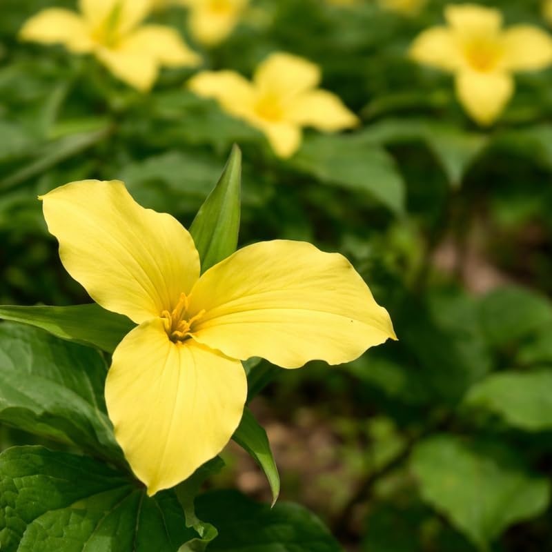 5 Yellow Trillium Bulbs, Native Wildflower, Low Maintenance, Perennial Flower Bulbs for Outdoor Garden