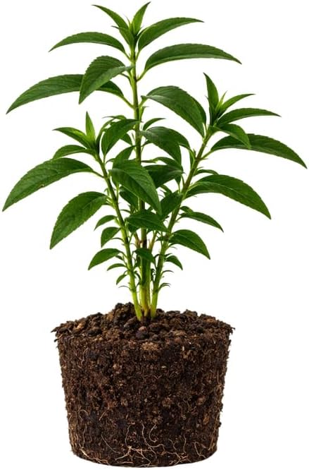 Lemon Verbena Plant, 4-Inch Tall, Aloysia triphylla, Easy to Grow Culinary Herb for Garden Planting, Aromatic and Edible Herb Live Plant
