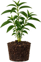 Lemon Verbena Plant, 4-Inch Tall, Aloysia triphylla, Easy to Grow Culinary Herb for Garden Planting, Aromatic and Edible Herb Live Plant