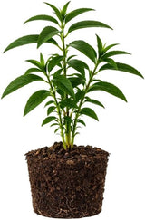 Lemon Verbena Plant, 4-Inch Tall, Aloysia triphylla, Easy to Grow Culinary Herb for Garden Planting, Aromatic and Edible Herb Live Plant