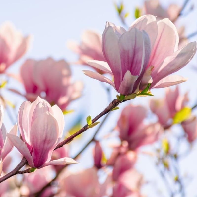 2 Jane Magnolia Plants Live | Jane Magnolia Tree Live Plant for Outdoor Growing | 8–12 Inches Tall Rooted Cuttings | Ideal for Garden Planting and Landscape Use