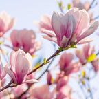 2 Jane Magnolia Plants Live | Jane Magnolia Tree Live Plant for Outdoor Growing | 8–12 Inches Tall Rooted Cuttings | Ideal for Garden Planting and Landscape Use