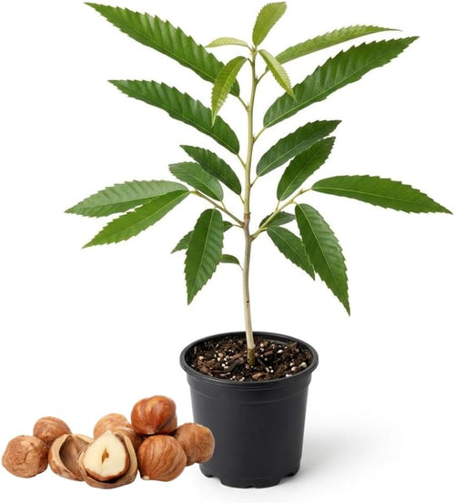 Chestnut Tree Live Plant, 6-10" Tall, Sturdy Cold-Hardy Shade Tree for Edible Landscapes - Sweet Roasting Chestnuts & Broad Canopy for Home Gardens