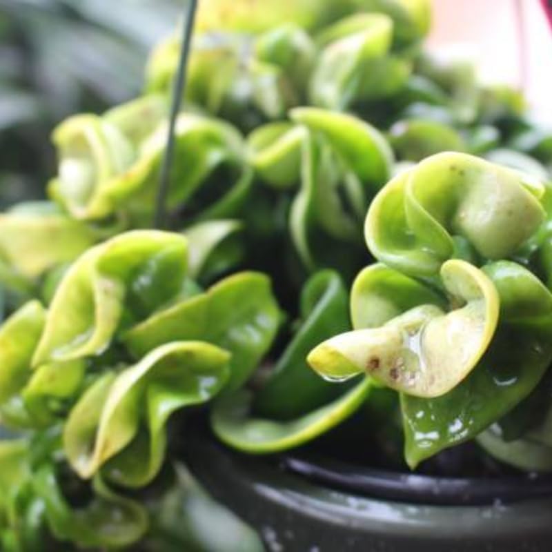 Hoya Hindu Rope Plant Live, 3 Inch Pot, Potted Crinkle Leaf Wax Plant, Unique Curly Indoor Vine for Home and Office Décor