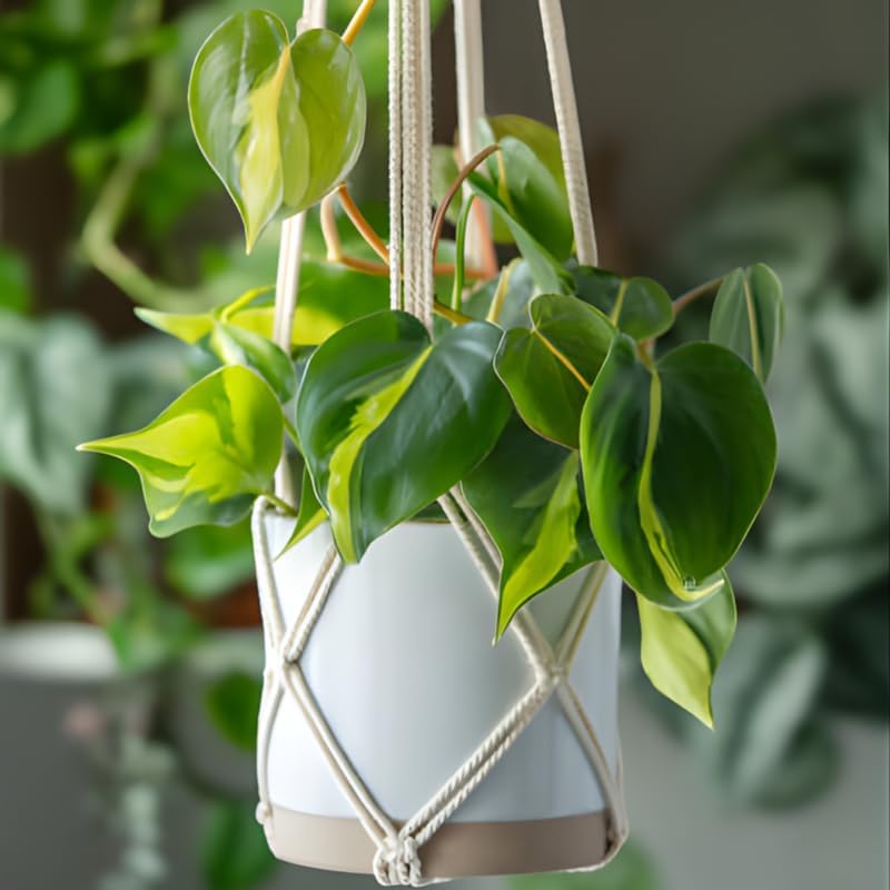 2 Heartleaf Philodendron Live Plant, 4 Inch Pot, Philodendron Cordatum Brasil, Indoor Trailing Plant for Home Office Decor, Bookcases and Easy Display