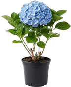 Nikko Blue Hydrangea Shrub Live Plant | Gallon Size Pot | Low Maintenance Flowering Deciduous Plant