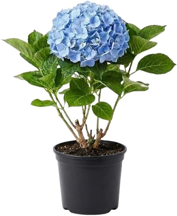 Nikko Blue Hydrangea Shrub Live Plant | Gallon Size Pot | Low Maintenance Flowering Deciduous Plant