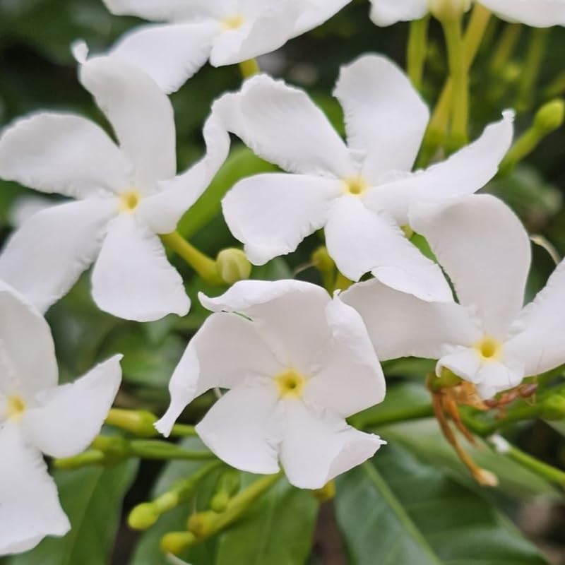 Confederate Jasmine – Jasmine Plant Live in 4 Inch Pot | Fragrant White-Blooming Vine | Easy to Grow Live Jasmine Plant for Indoor & Outdoor Spaces