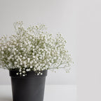 Baby's Breath Live Plant, 3-4 Inch Tall Bare Root Starter, White Flowering Perennial for Garden Borders