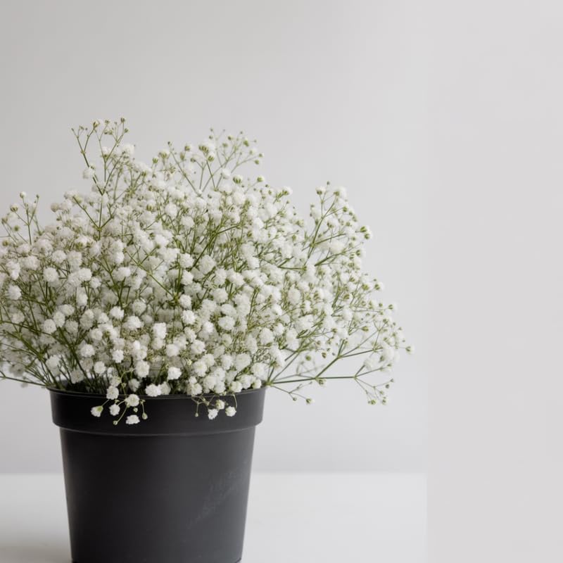 Baby's Breath Live Plant, 3-4 Inch Tall Bare Root Starter, White Flowering Perennial for Garden Borders
