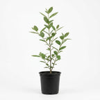 Sweet Shurb Bush Live Plant, Carolina Allspice, Well-Rooted 12-18" Potted in 4" Pot, Cold-Hardy Sweet Shrub for Home Gardens