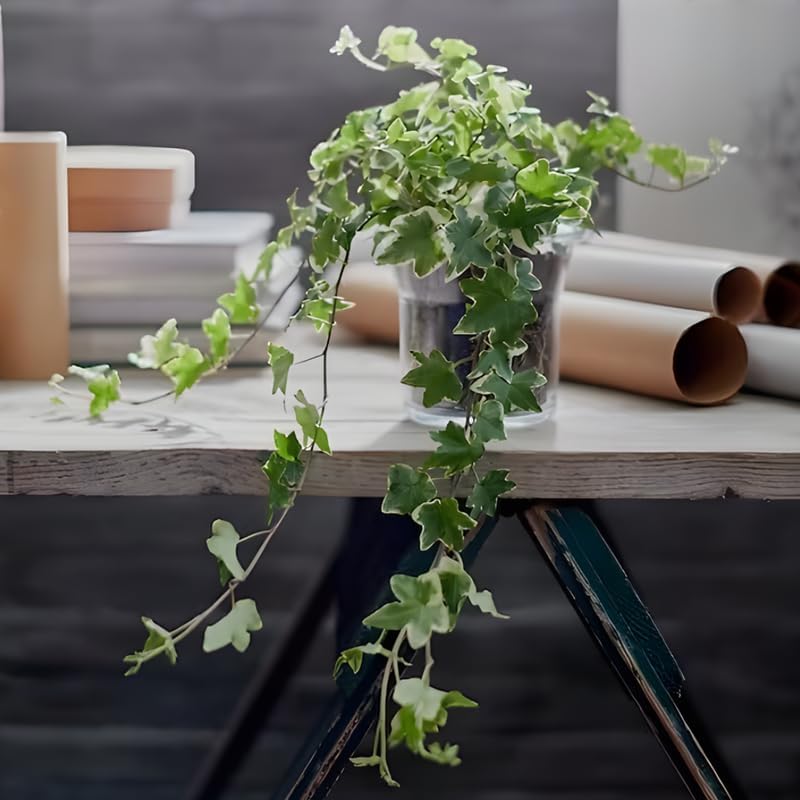Gold Child Ivy Live Plant in 6 Inch Pot | Real English Ivy Plant | Trailing & Climbing Easy-Care Houseplant | English Ivy Live Plants for Home & Office Décor