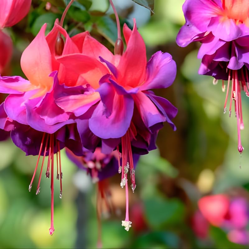 Fuchsia Plants Live, Gold and Red Foliage, 6-12 Inch Tall, Autumnale Variety, Trailing Flowering Plant, Ideal for Hanging Baskets