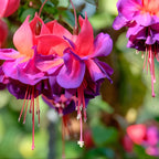 Fuchsia Plants Live, Gold and Red Foliage, 6-12 Inch Tall, Autumnale Variety, Trailing Flowering Plant, Ideal for Hanging Baskets