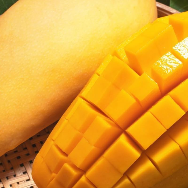 Live Keo Savoy Mango Tree 2.5–3 Ft | Sweet Tropical Mango | Fruit Tree for Yard & Patio | No Ship to CA, HI, AK