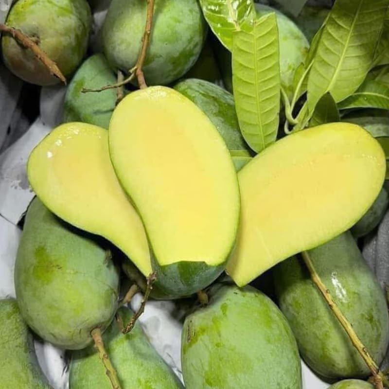 Live Mun Kun Si Mango Plant 2.5–3 Ft Tall | Vigorous Growing Mango Tree | Ideal for Home Garden & Outdoor Spaces | No Ship to CA, HI, AK