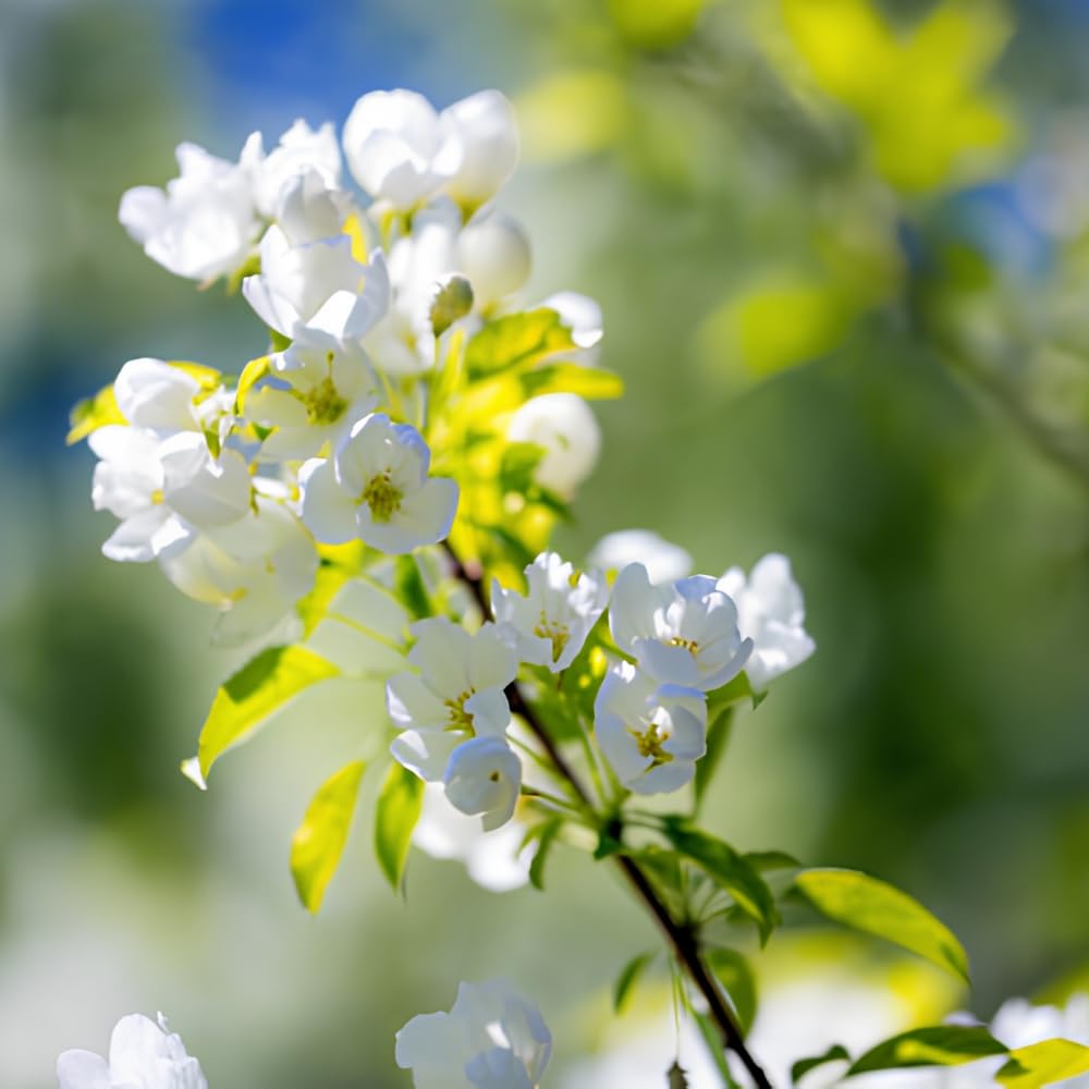 Mock Orange Plant, 4-6" Tall Shrub, Vigorous Deciduous Bush with Intoxicating Fragrance for Backyard Foundation Planting & Garden Borders