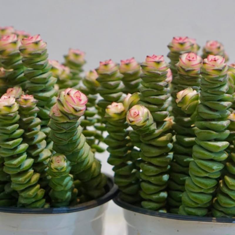 Crassula Baby’s Necklace Live Plant in 2" Inch Pot | Rare Succulent | Live String of Buttons Trailing Succulent | Rare House Plant for Home & Office Décor