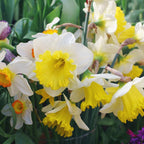20 Daffodil Bulbs for Planting, Fragrant Mixed Double Daffodils, Hardy Flower Bulbs, Bulk Daffodil Bulbs for Outdoor Garden