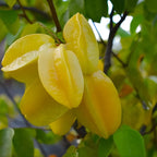 (No Ship to CA,HI,AK) Sweet Starfruit Tree in 3 Gallon Pot, Easy Care Tropical Greenery, Fruit Tree for Home Landscapes